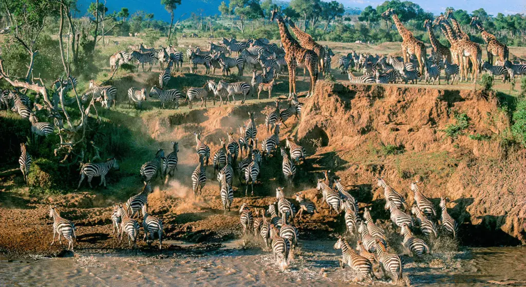  A herd of zebras crossing the savanna in Maasai Mara, Kenya