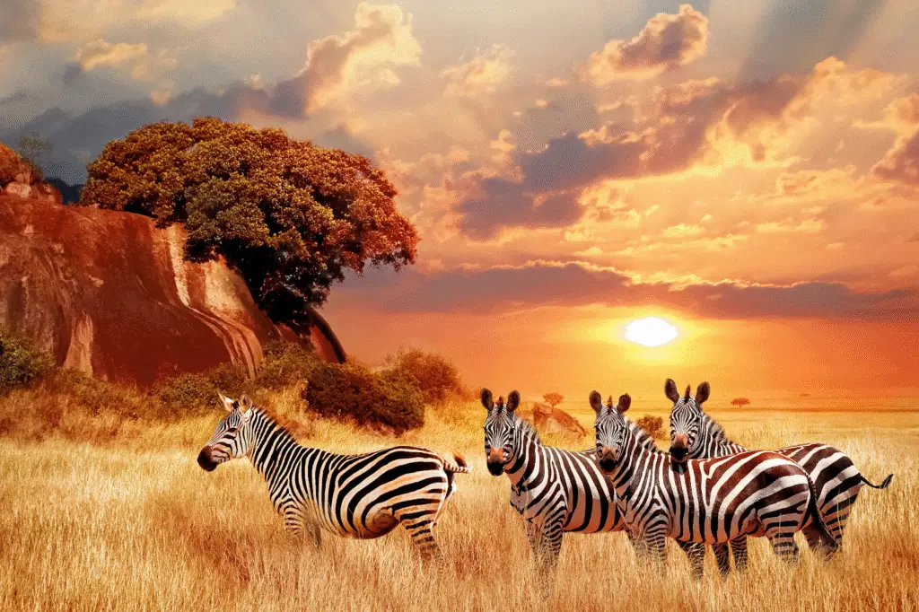Zebras grazing in the vast grasslands of Maasai Mara, Kenya
